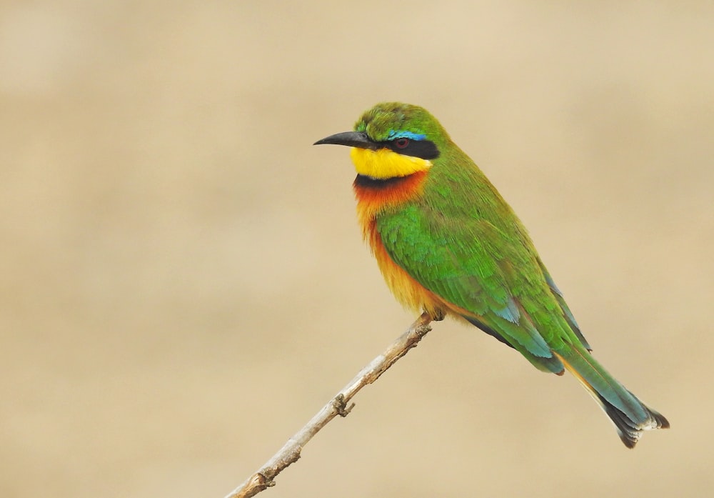 Grüner, gelber und roter Vogel sitzt auf braunem Stock