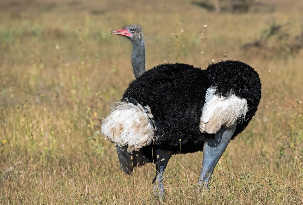 black and white ostrich on green field during daytime