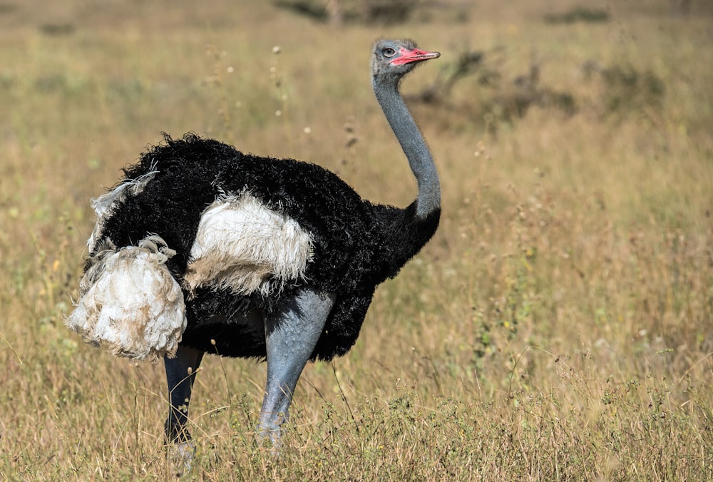 fotografia macro fotografada de avestruz durante o dia