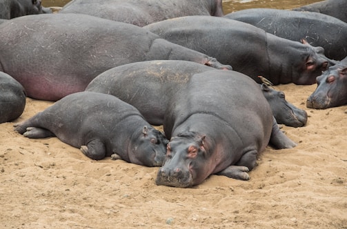 A group of hippos is resting closely together on a sandy riverbank. The animals appear to be sleeping, with their bodies touching one another. Their skin is dark gray and slightly shiny. The scene conveys a sense of tranquility and closeness among the hippos.