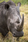 closeup of gray rhinoceros on green grass