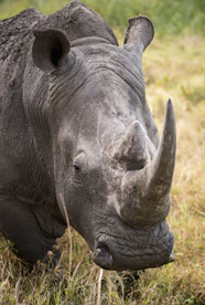 closeup of gray rhinoceros on green grass