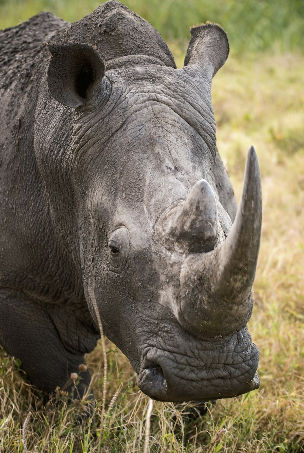 Primer plano del rinoceronte gris en la hierba verde