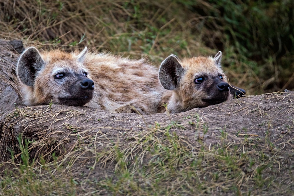 750+ Hyena Pictures | Download Free Images & Stock Photos on Unsplash