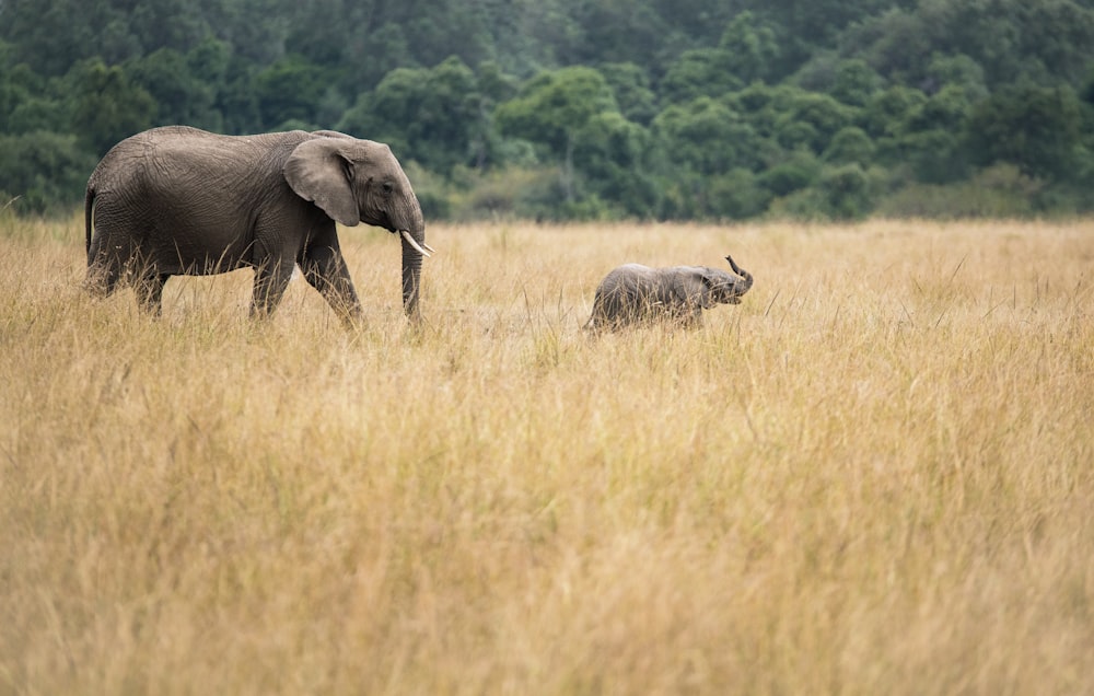 Deux éléphants marchant sur un champ d’herbe séchée pris pendant la journée