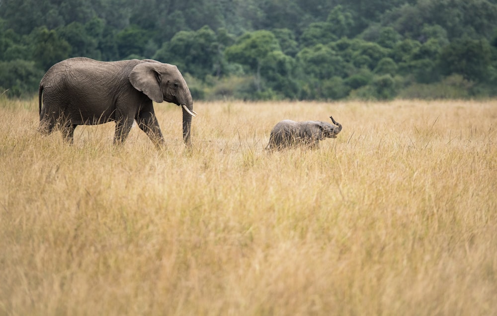 two elephants walking on dried grass field taken during daytime