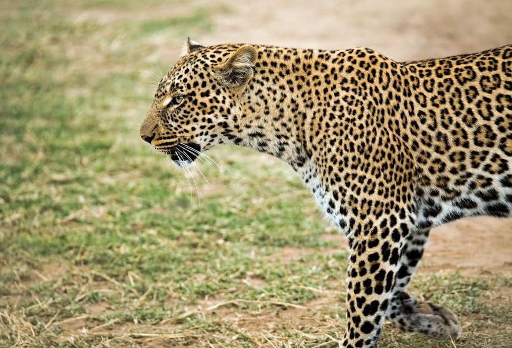 leopardo che cammina all'aperto