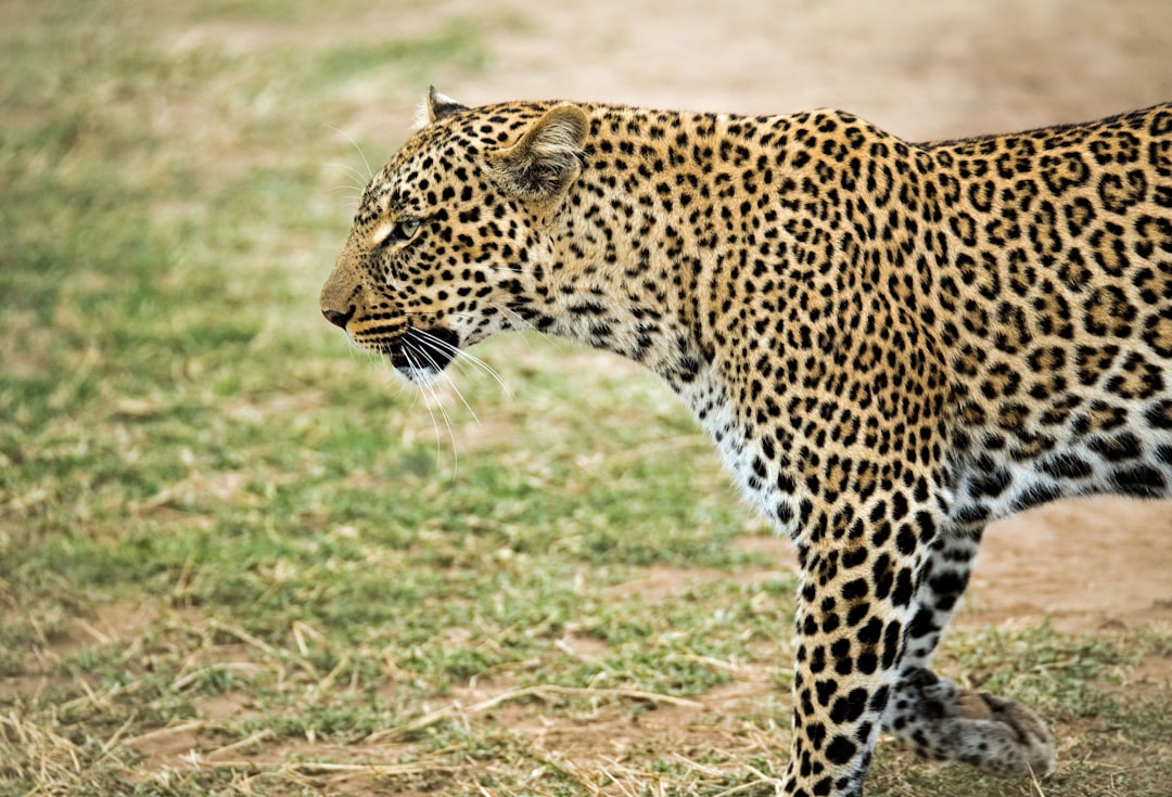 leopard walking outdoor