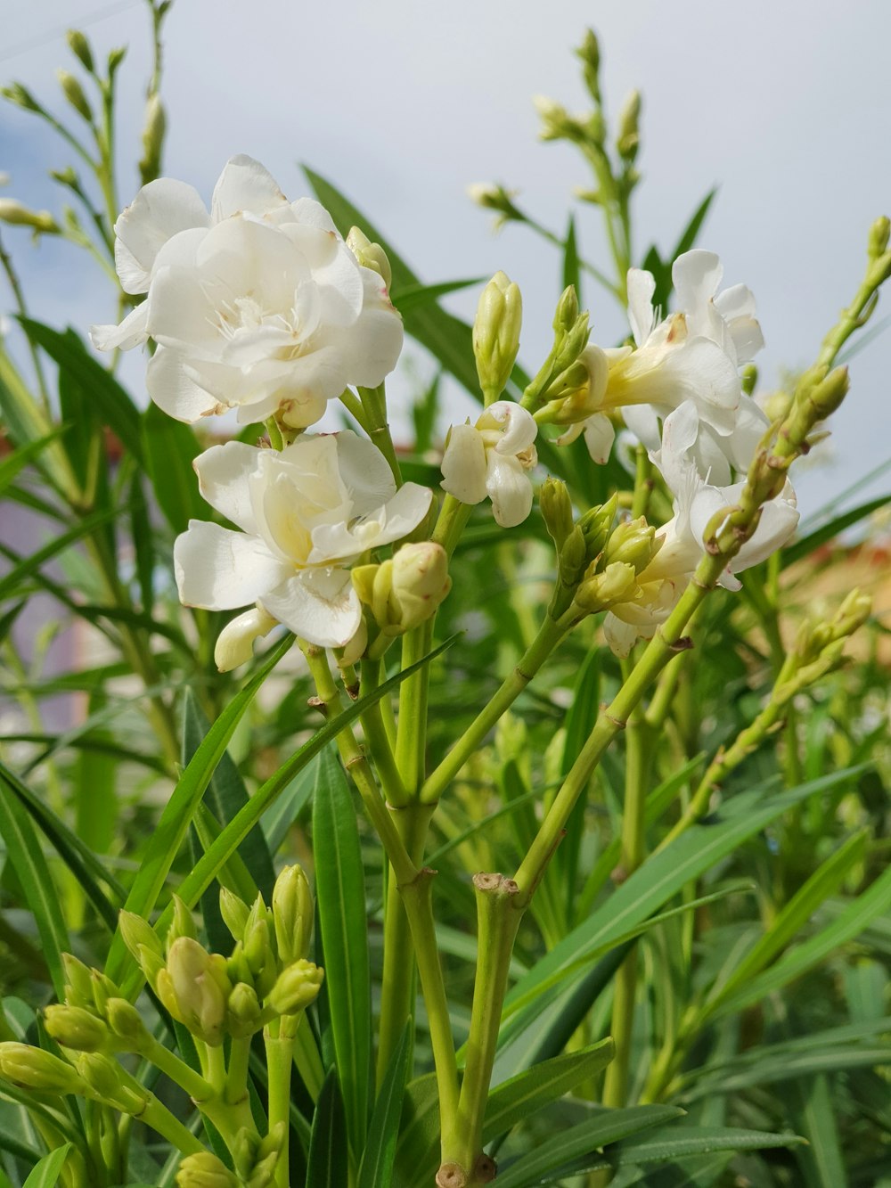 white petaled flowers in closeup photography