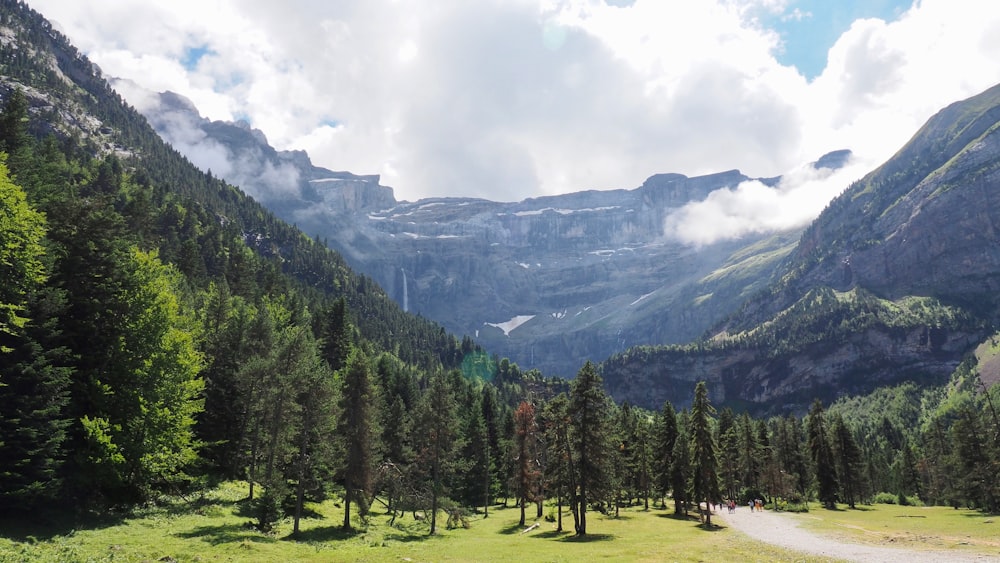 landscape photography of trees