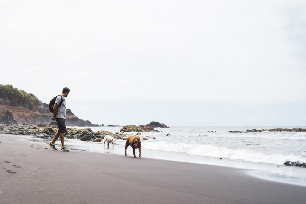 man and dogs on the seashore