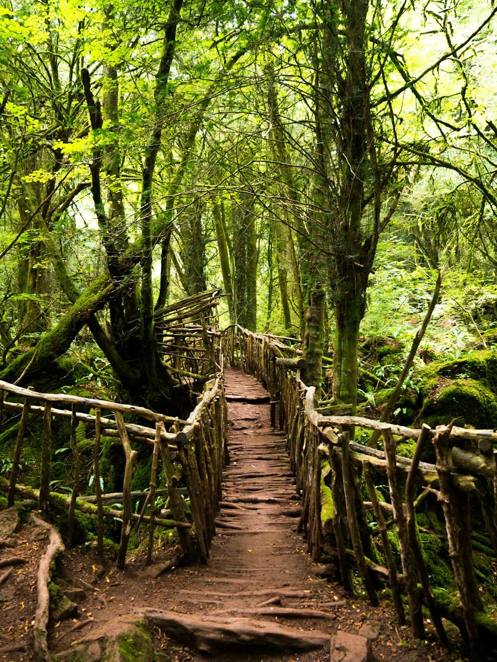 foto da ponte entre árvores verdes