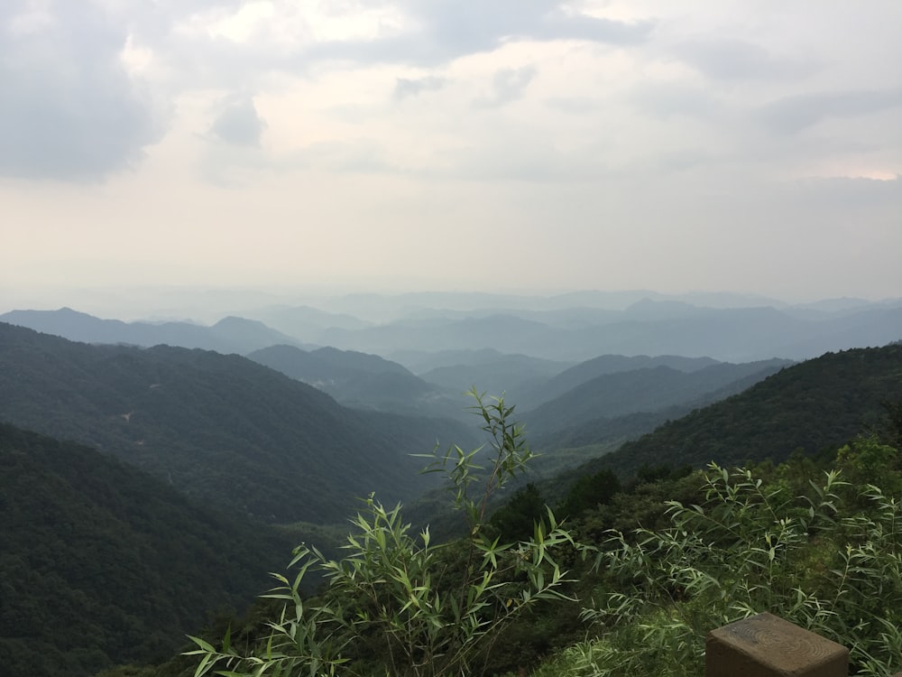 photography of green plant on mountain at foggy time