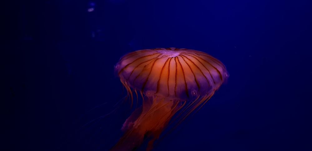 jellyfish underwater