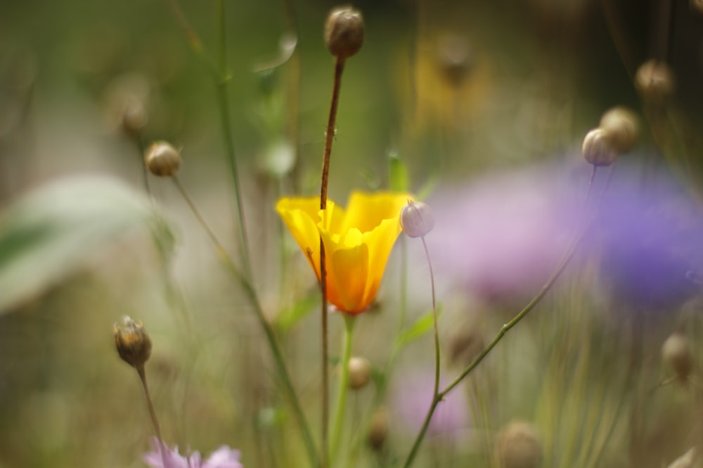 selective focus photography of yellow flower