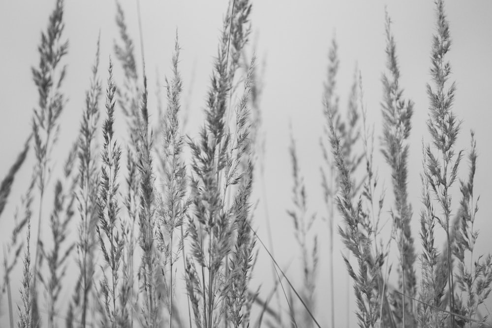 grayscale photo of long grass