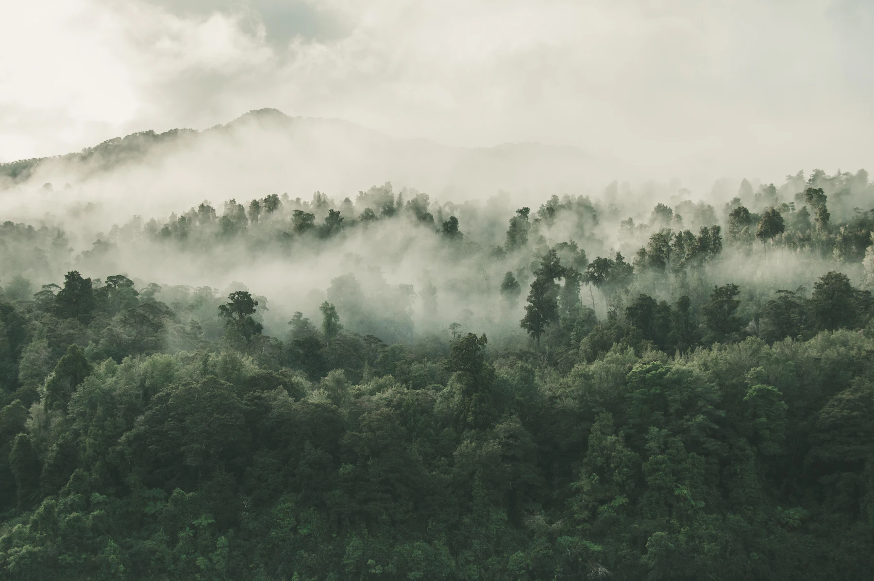 Nebel, der an den Kämmen eines Laubwaldes hängt