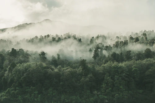 Brume accrochée aux crêtes d'une forêt de feuillus