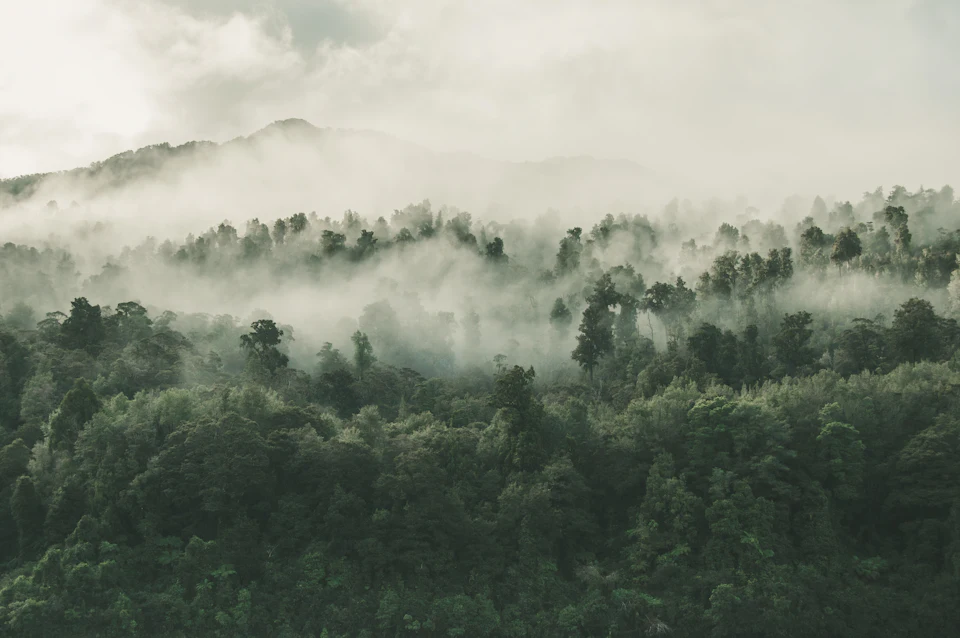 Brume accrochée aux crêtes d'une forêt de feuillus