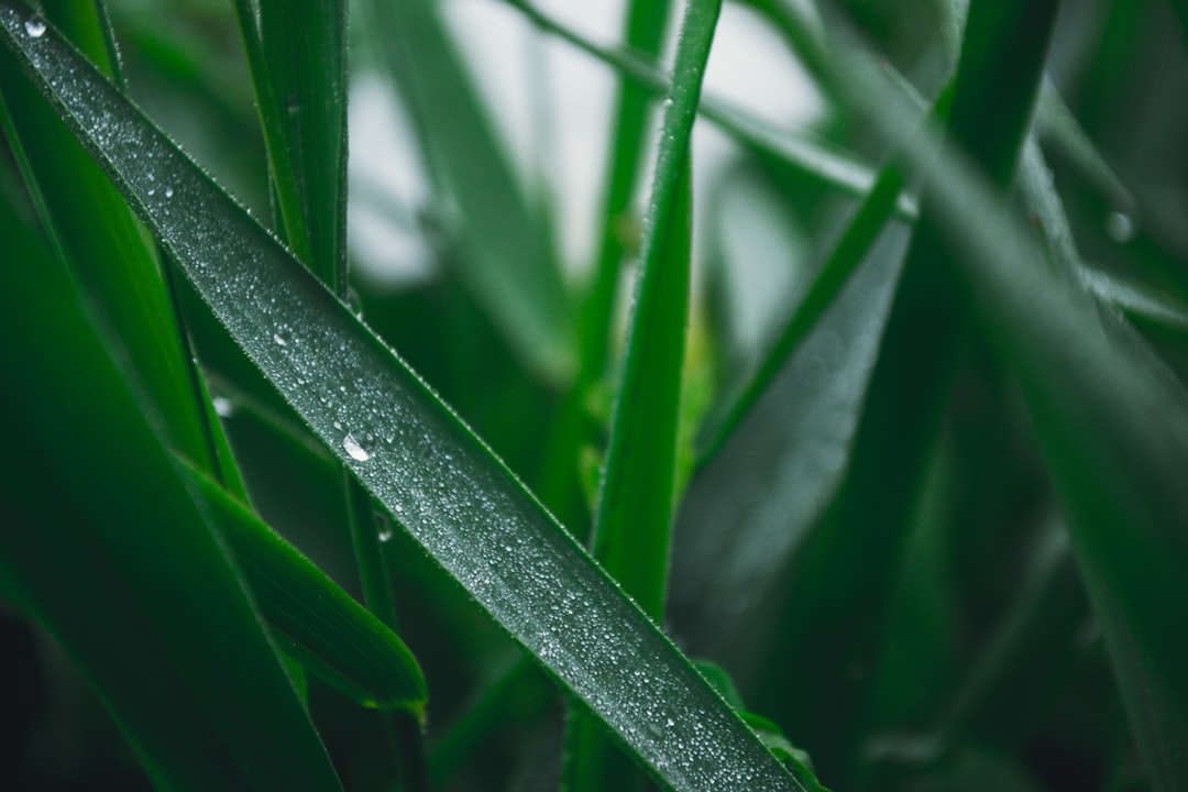 selective focus photography of green grass