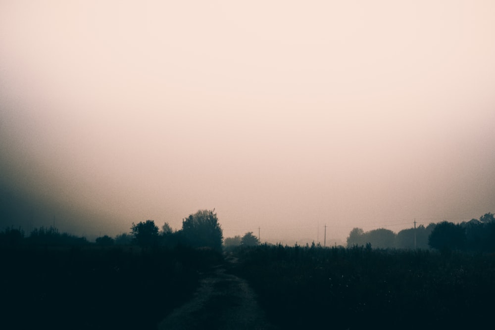 black silhouette of trees with pathway