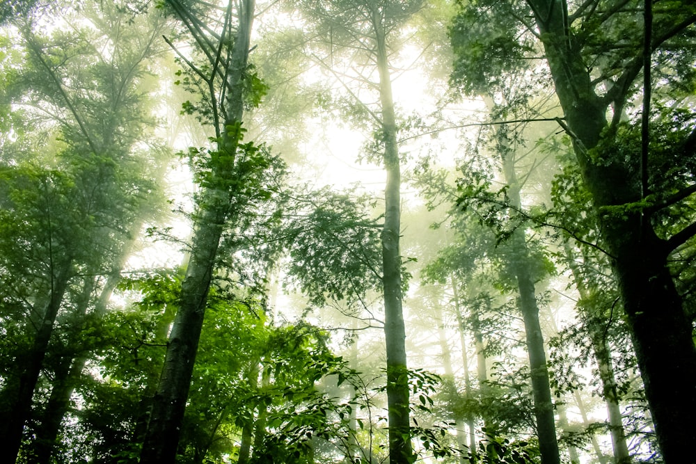 sun rays on forest