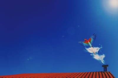 A striking red parrot flying in the sky.