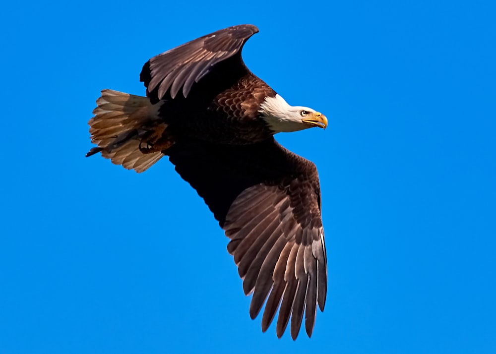 bald eagle in the air during daytime