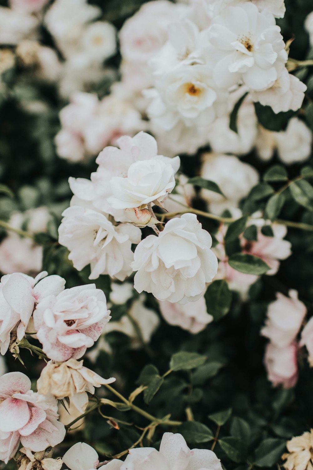 fiori di petali bianchi che sbocciano durante il giorno