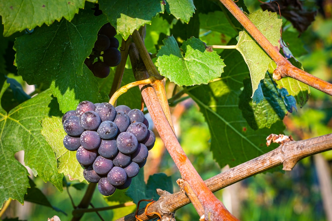 Photo de viticulture par Peter Keller