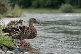 A duck with intricate brown and white feather patterns stands on a rocky riverbank, gazing at the flowing water. Greenery surrounds the area, creating a natural and serene setting.