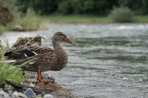 A duck with intricate brown and white feather patterns stands on a rocky riverbank, gazing at the flowing water. Greenery surrounds the area, creating a natural and serene setting.