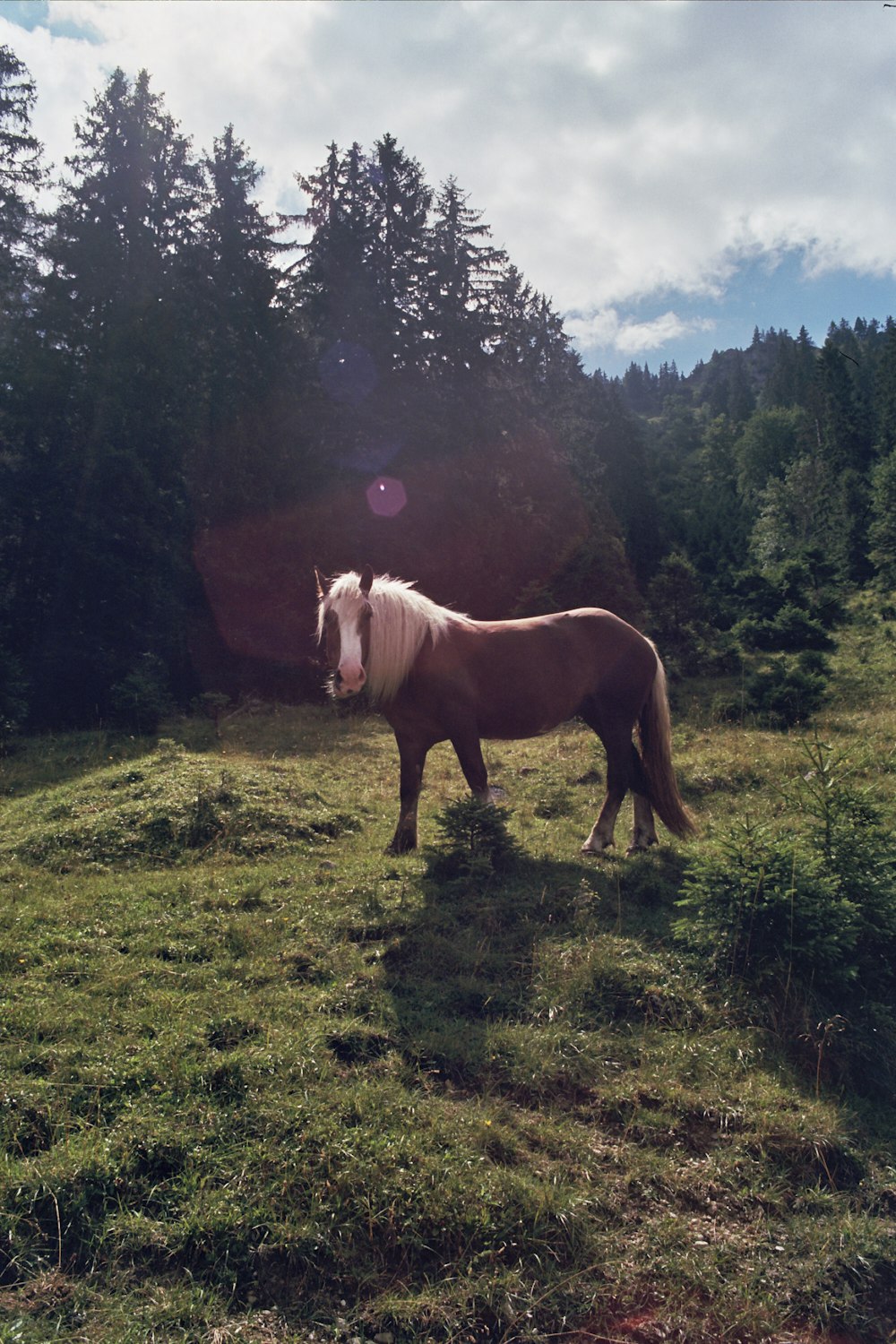 brown horse standing on green grass during daytime