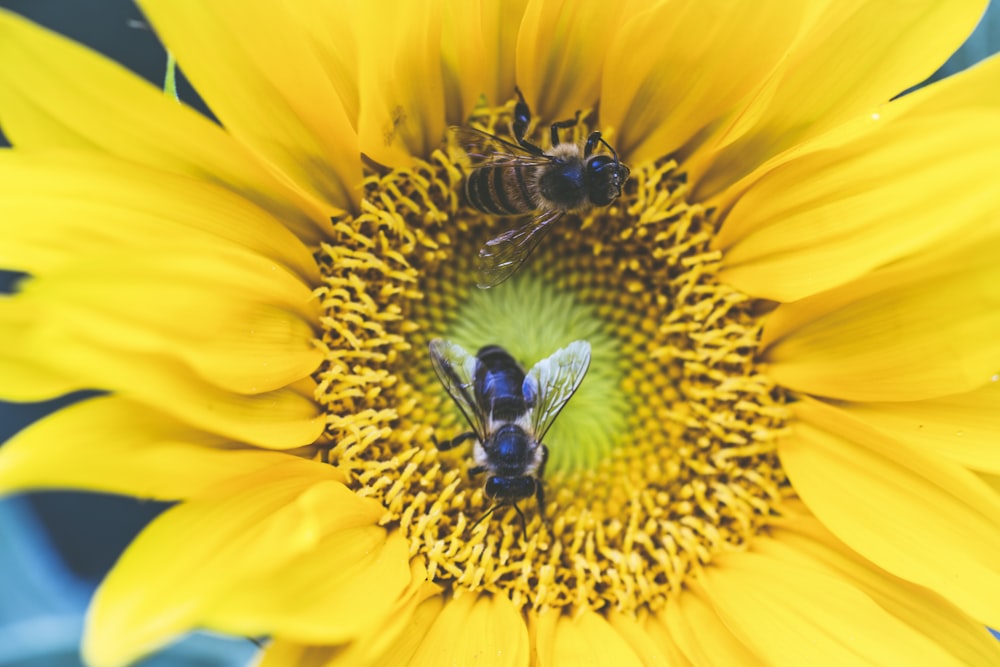 deux abeille sur fleur à pétales jaunes
