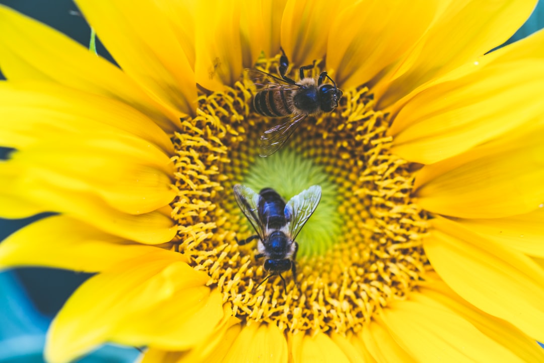 two bee on yellow petaled flower
