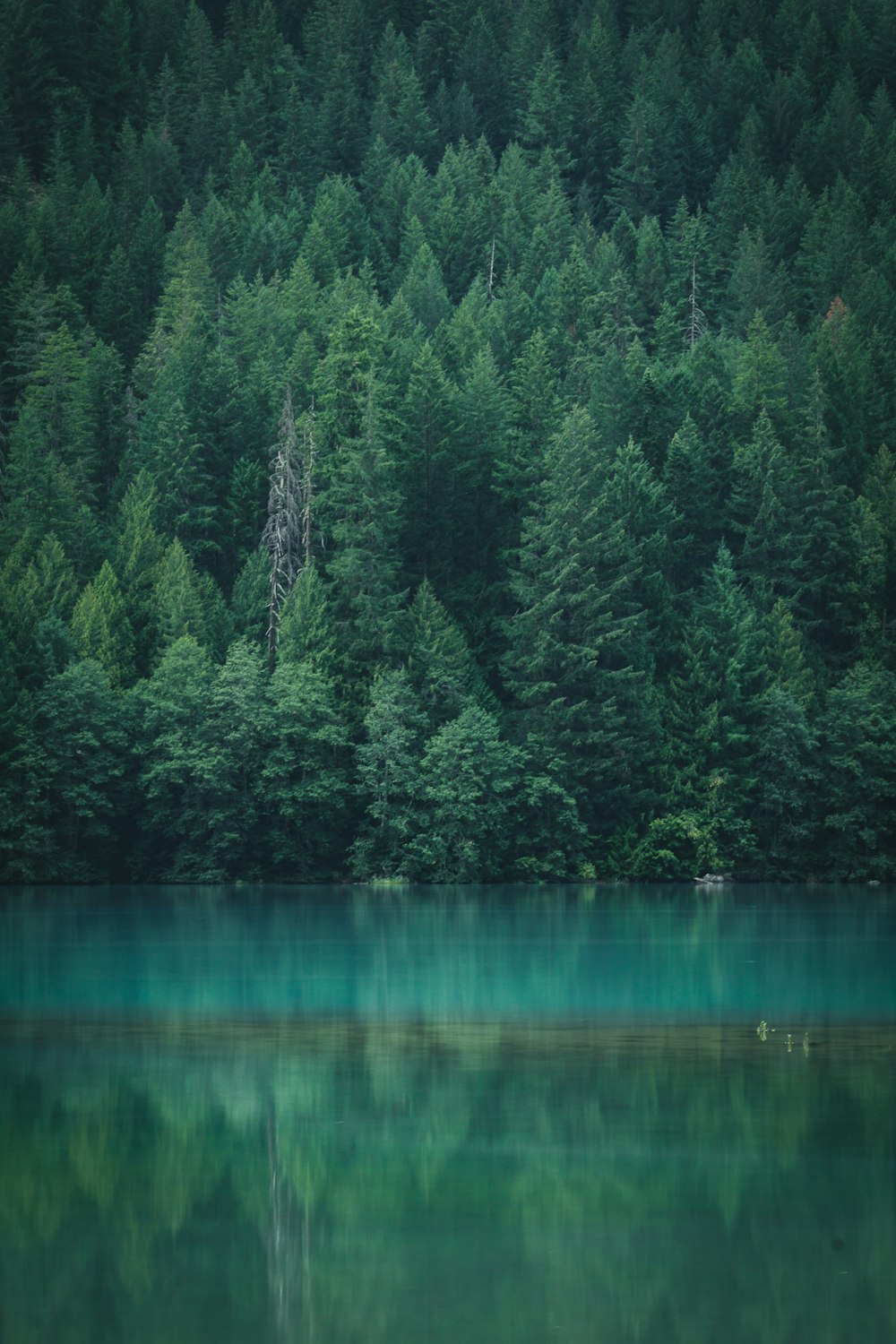 alberi a foglia verde attraverso lo specchio d'acqua calmo