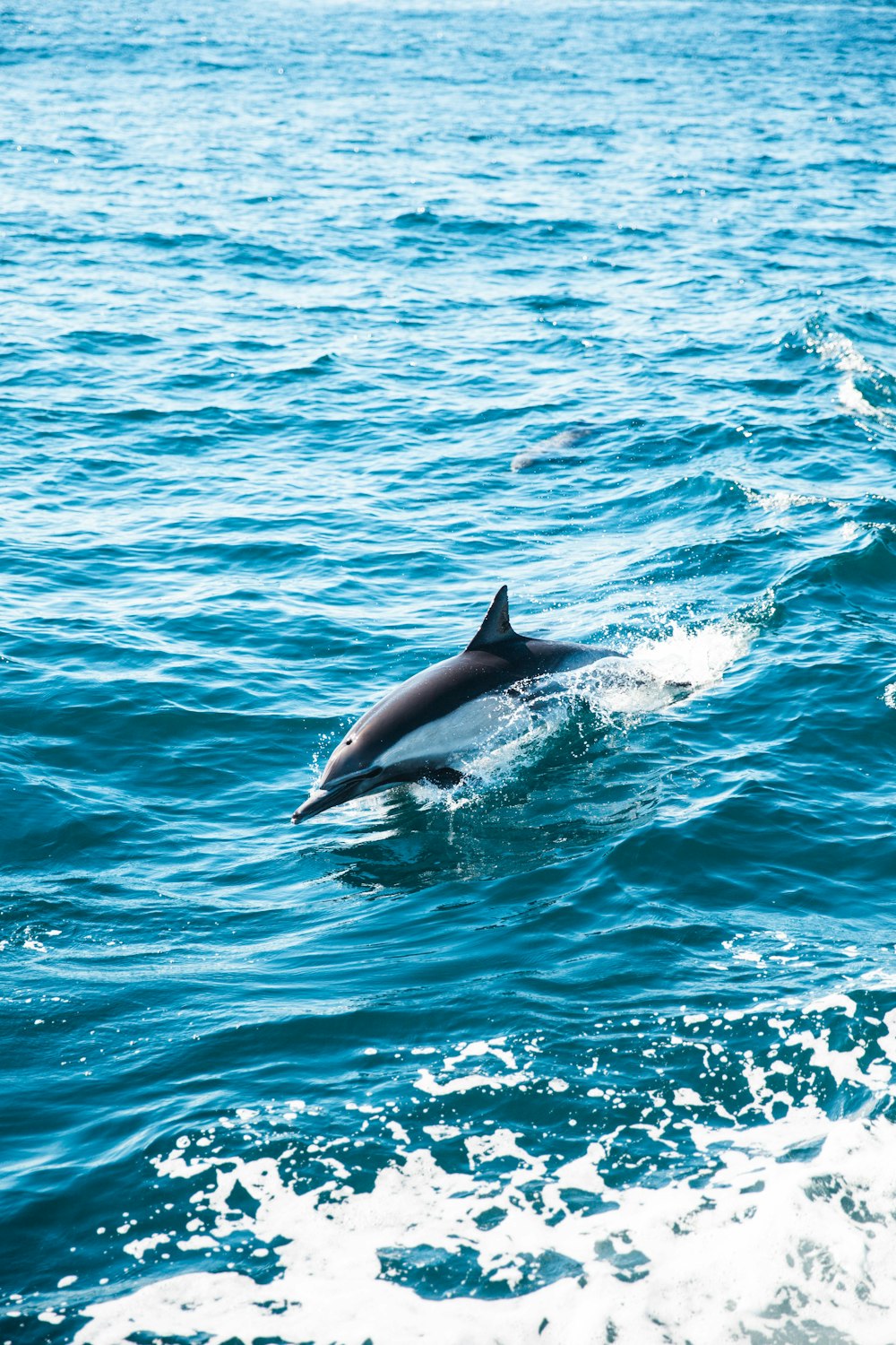 Delfín gris