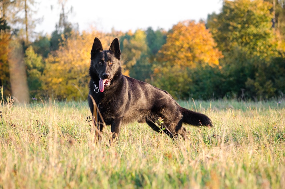 Ausgewachsener schwarzer Deutscher Schäferhund steht auf grünem Gras