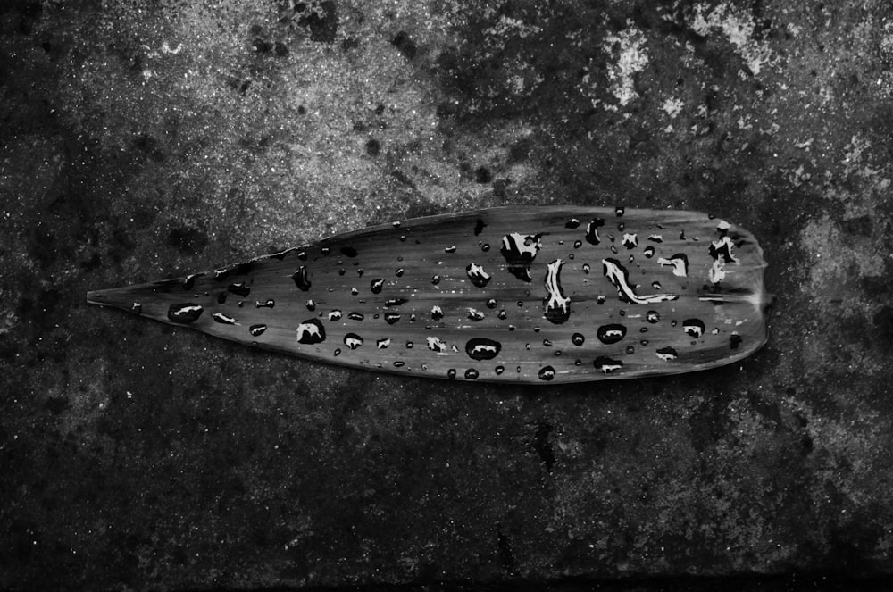black leaf with water droplets