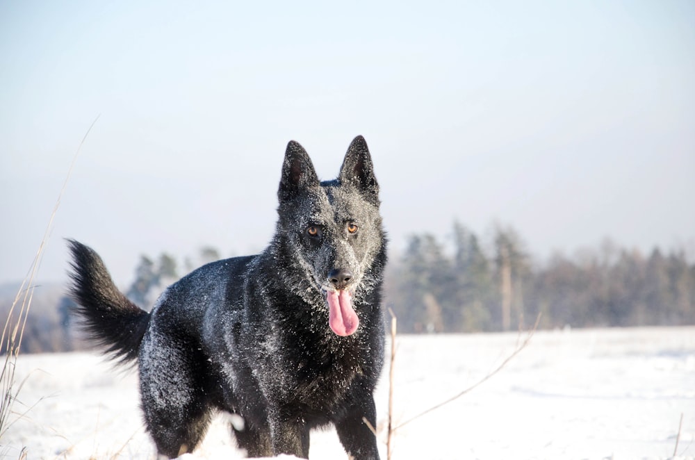 Schwarzer Wolf mit Schnee bedeckt