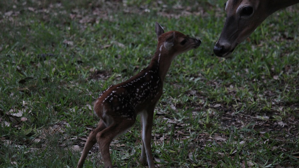 brown deer standing on green grass