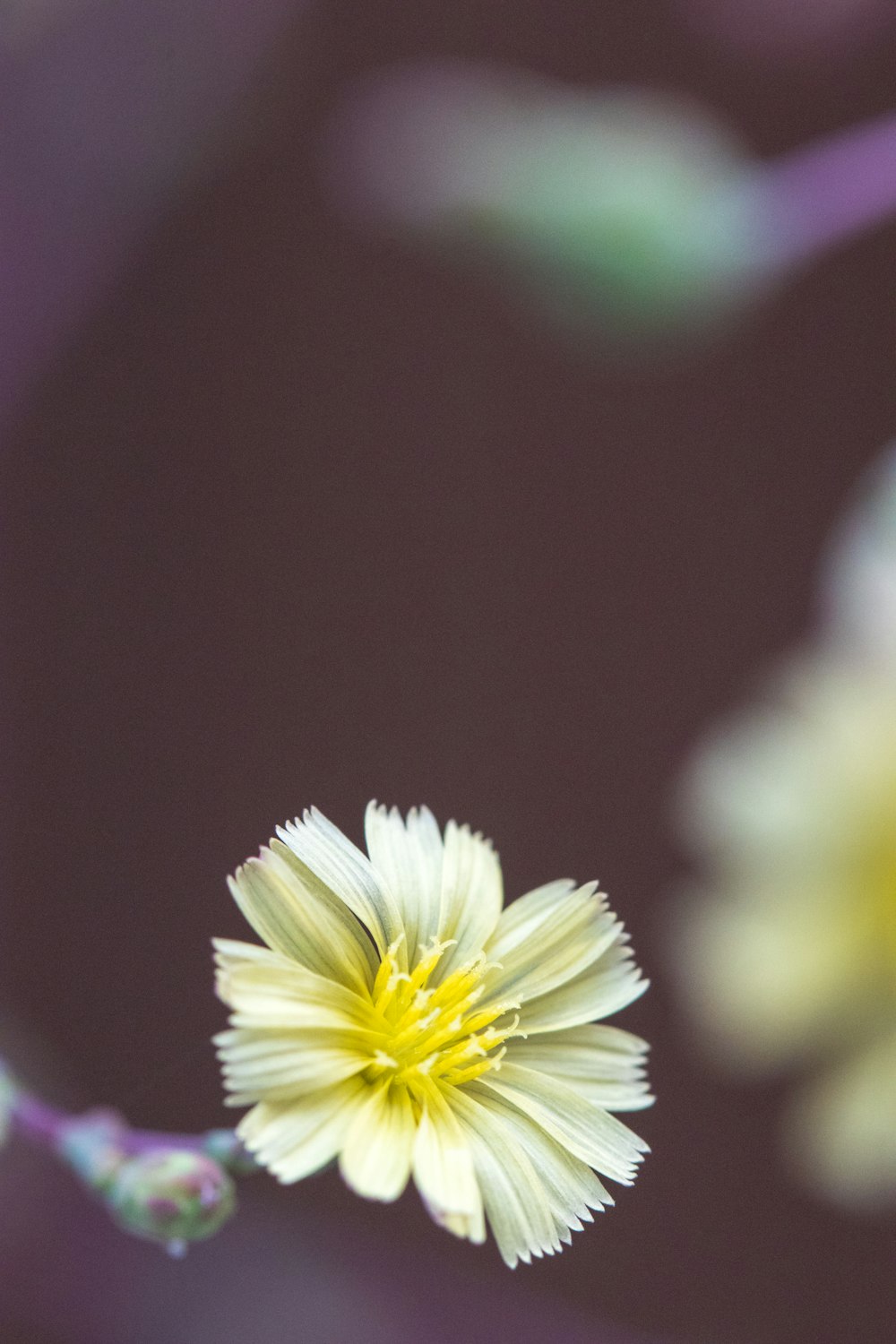 yellow petaled flower selective focus photography