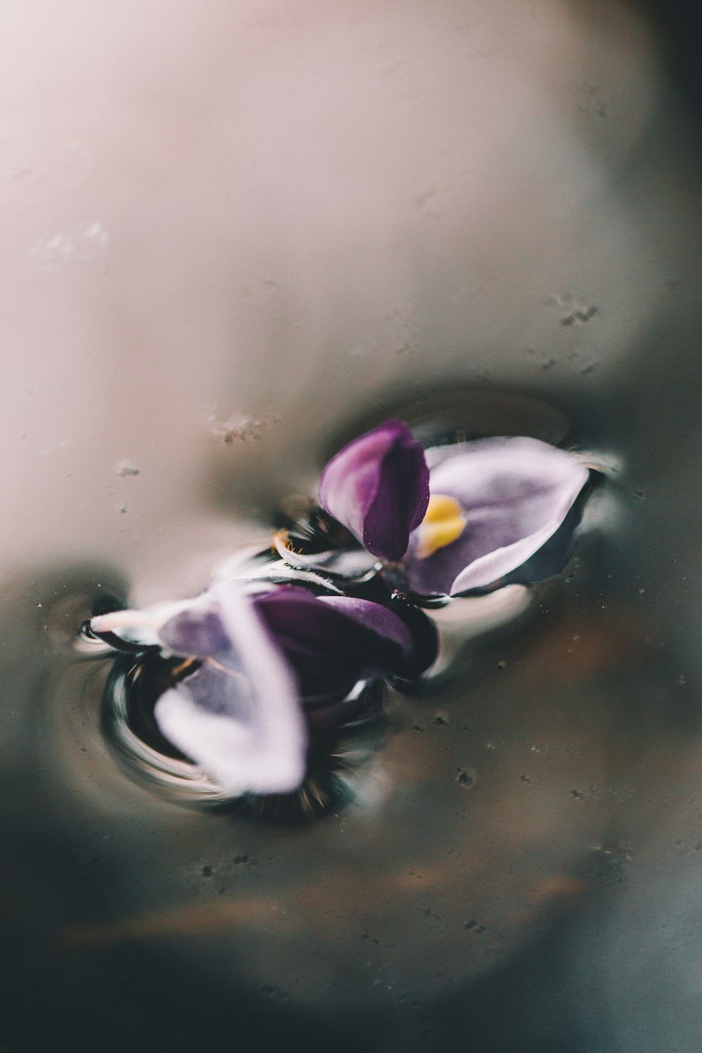 보라색 꽃잎 꽃 물