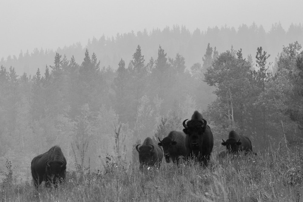 Cinco búfalos negros rodeados de árboles