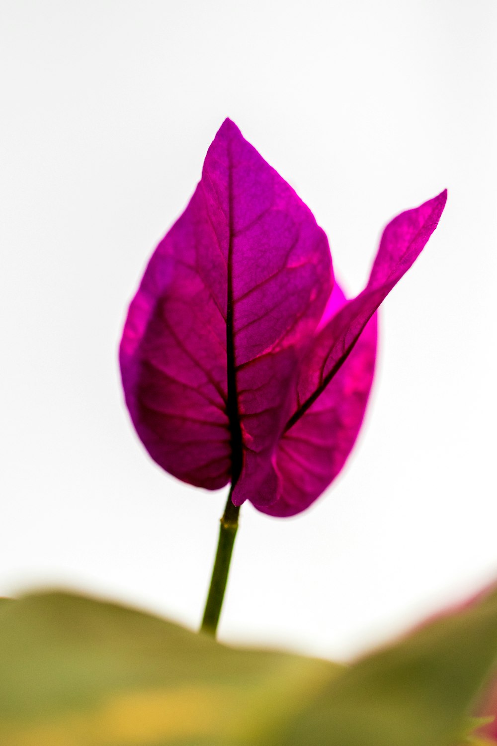 macro photography of pink leaves