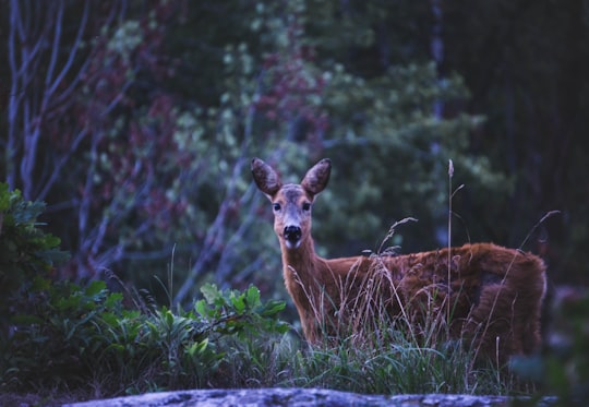 brown deer on green grass in Bredäng Sweden