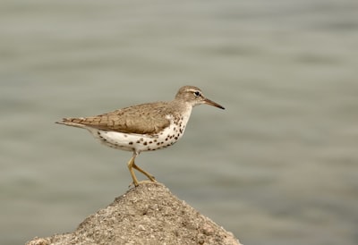 brown bird standing on rock