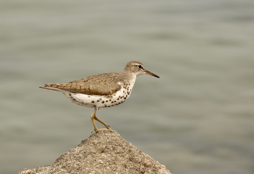 brown bird standing on rock