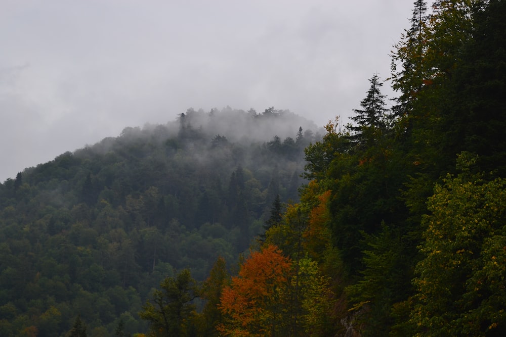 green trees