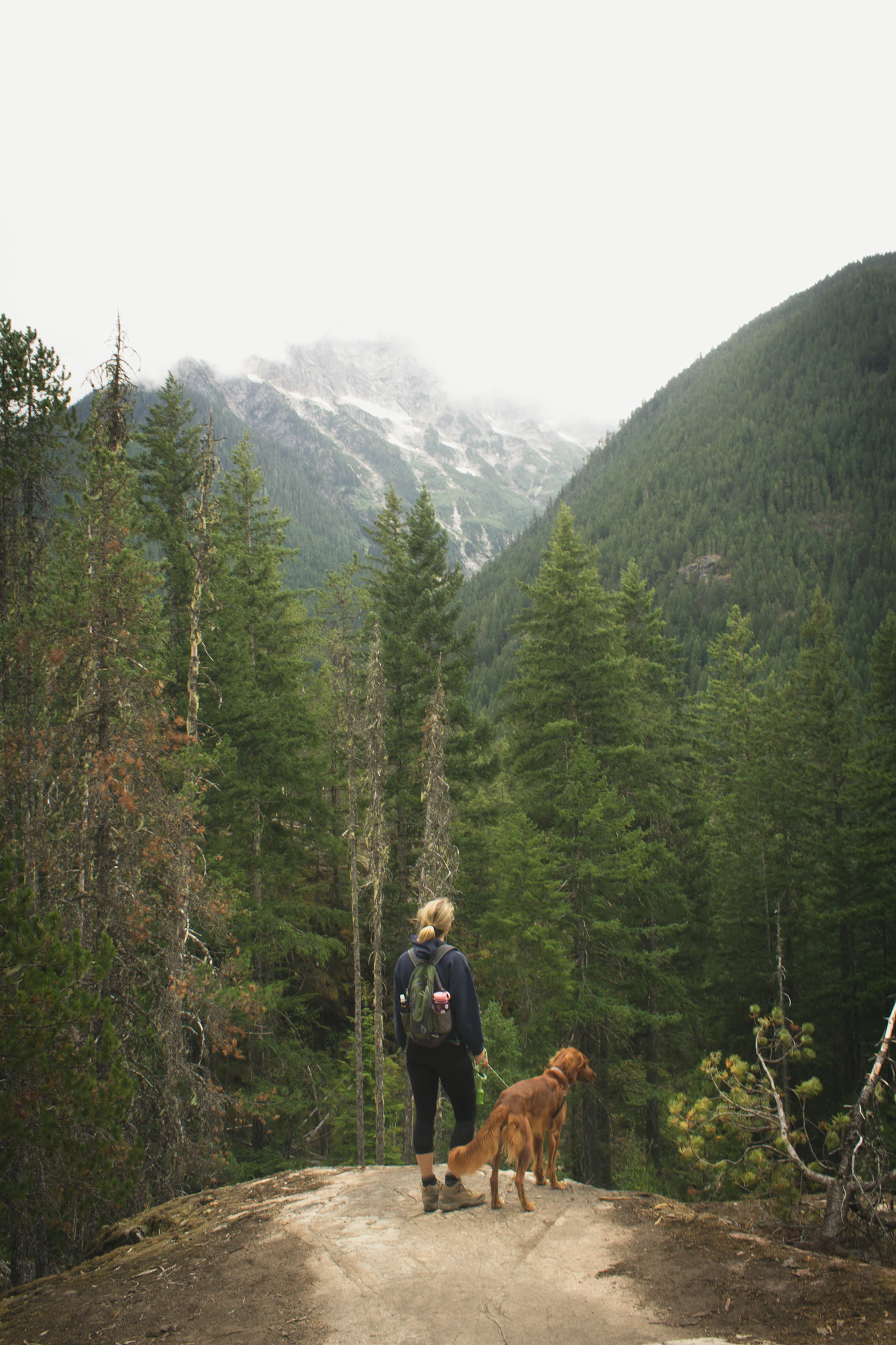 Dog on the trail